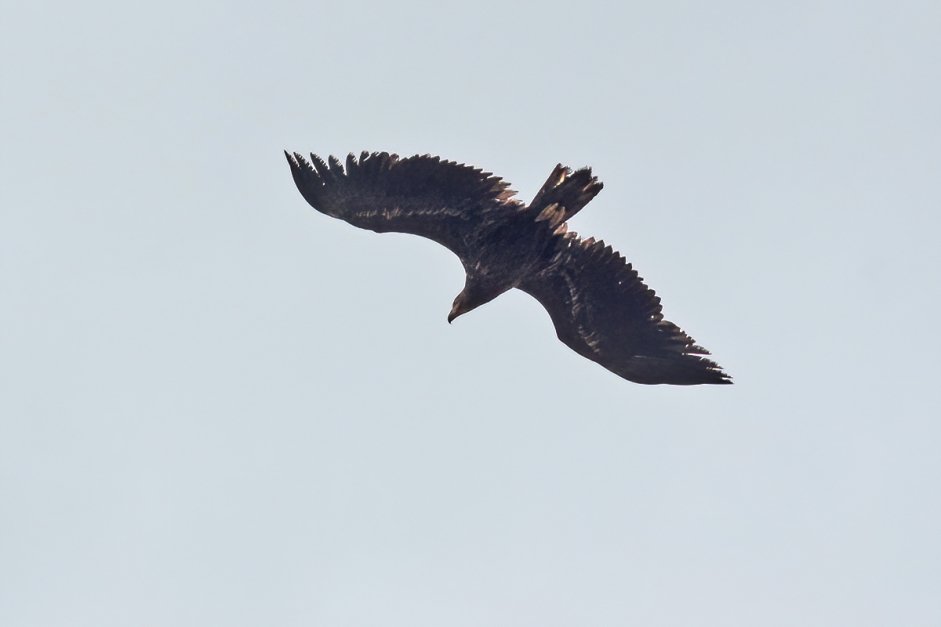 White tailedEagle