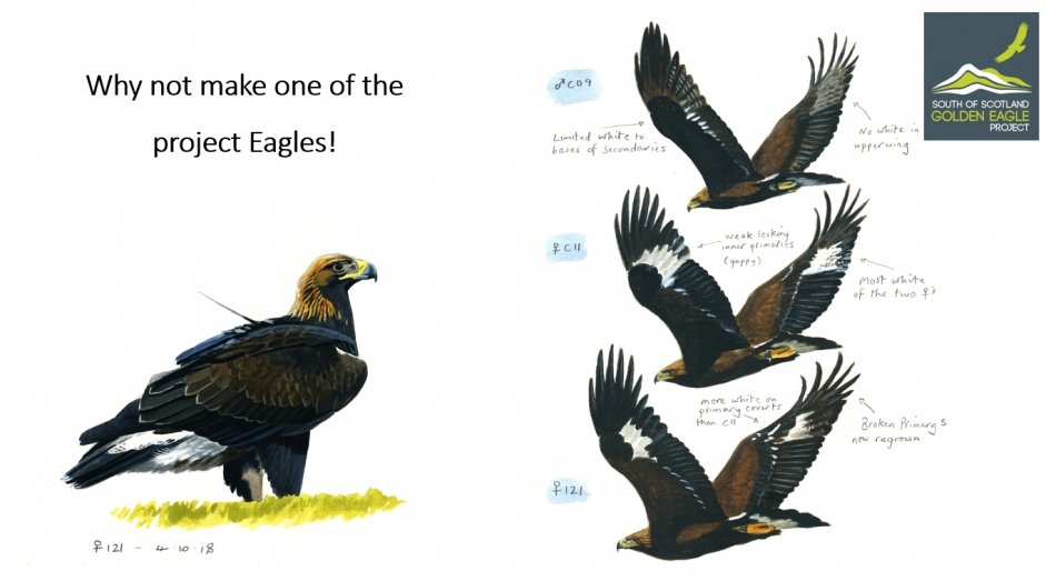 2018 Eagles - Beaky, Emily and Edward by John Wright