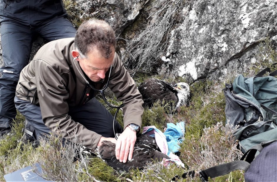 Dr Neil Anderson examines an Eaglet at a collection