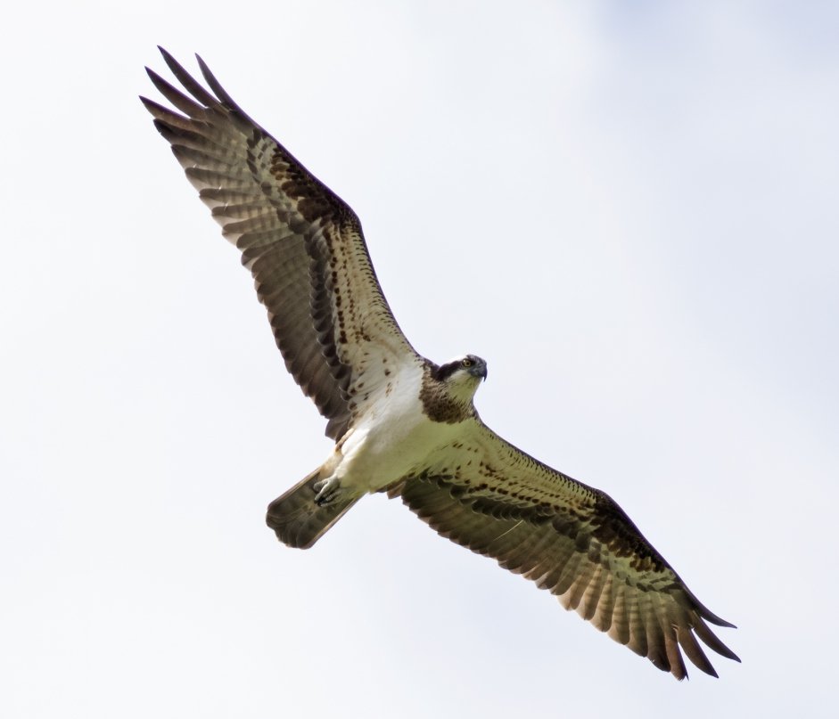 Osprey