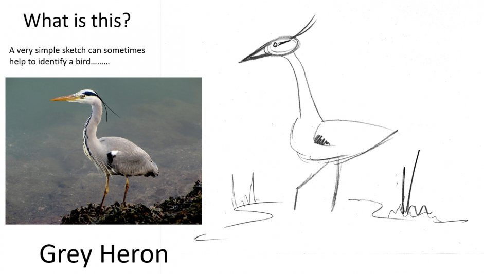 Grey Heron Field Sketch