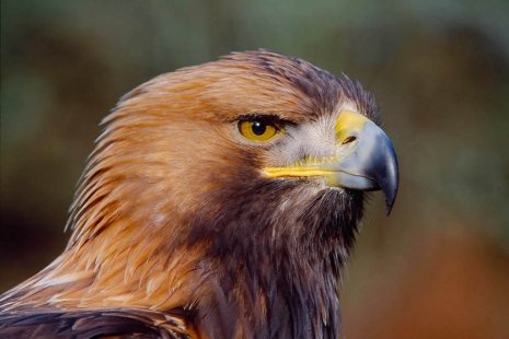 Golden Eagle head portrait