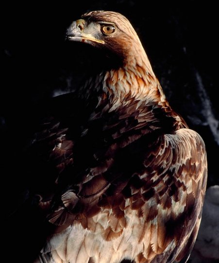 Golden Eagle by Laurie Campbell