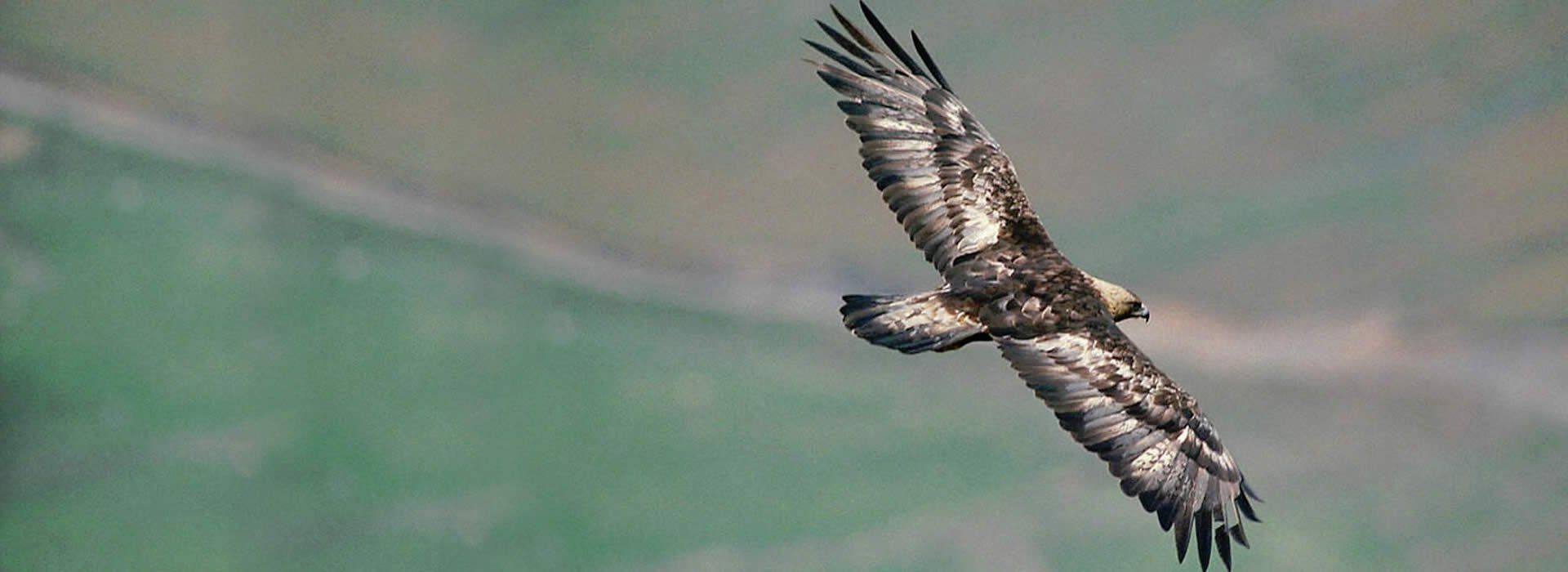 Golden Eagle - Laurie Campbell