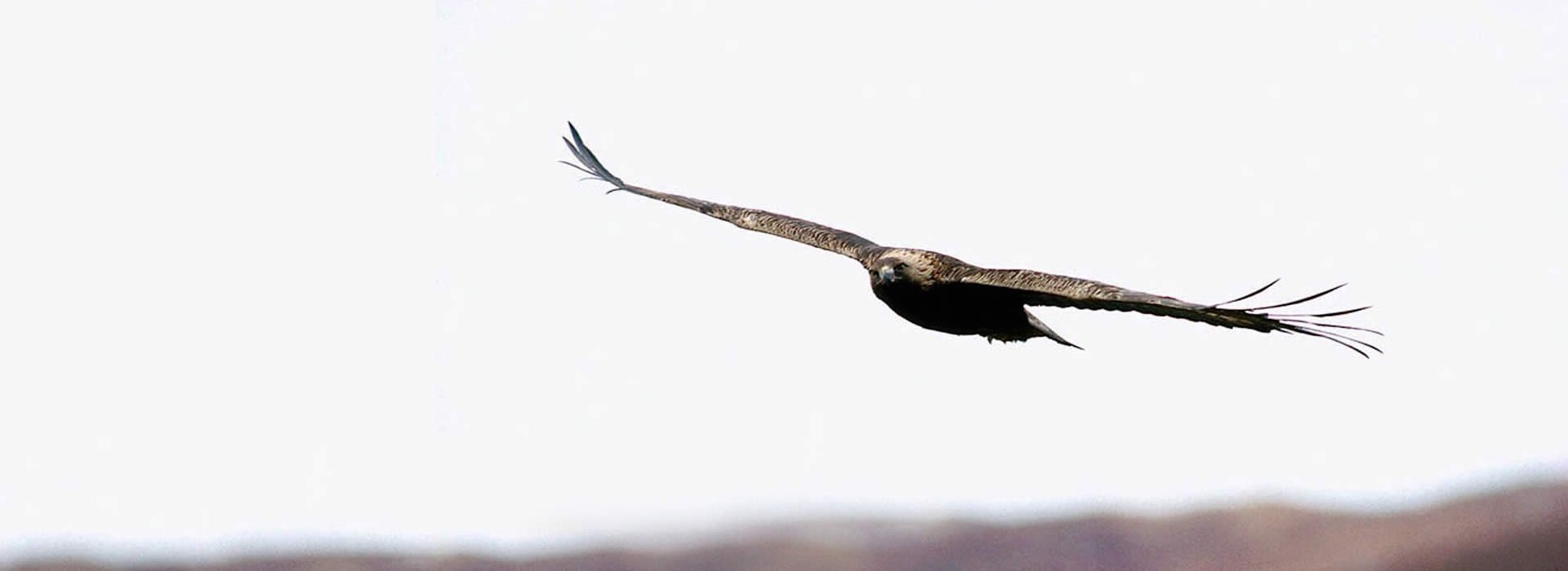 Eagle - Laurie Campbell