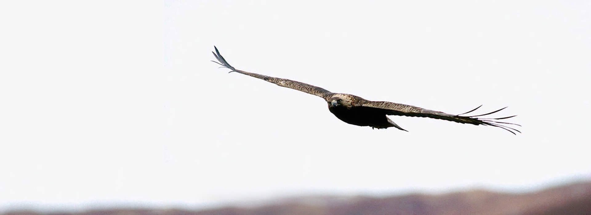 Golden Eagles Reintroduced South Scotland