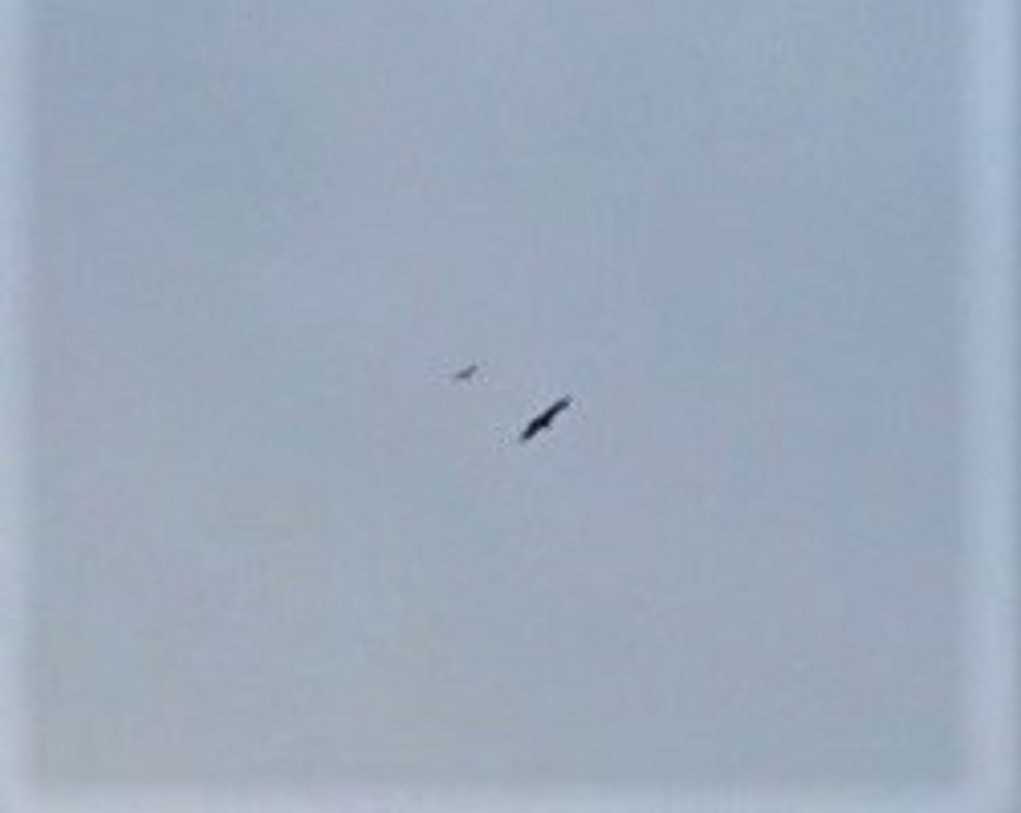 Probable White Tailed Eagle over Edinburgh