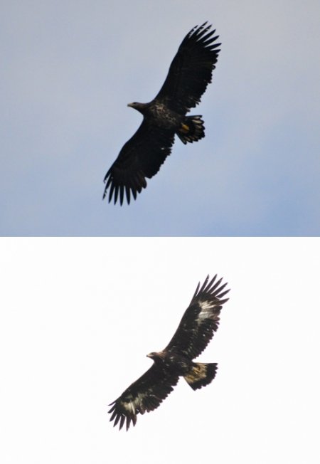 White tailed Eagle above - Golden Eagle below