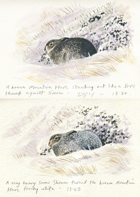 Mountain Hare by John Wright
