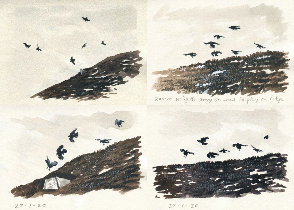 Ravens by John Wright
