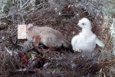 Eaglet with fox cub in eyrie