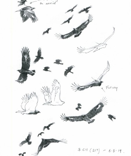 The Wright Strokes - Sketches from Eagle Country #2 