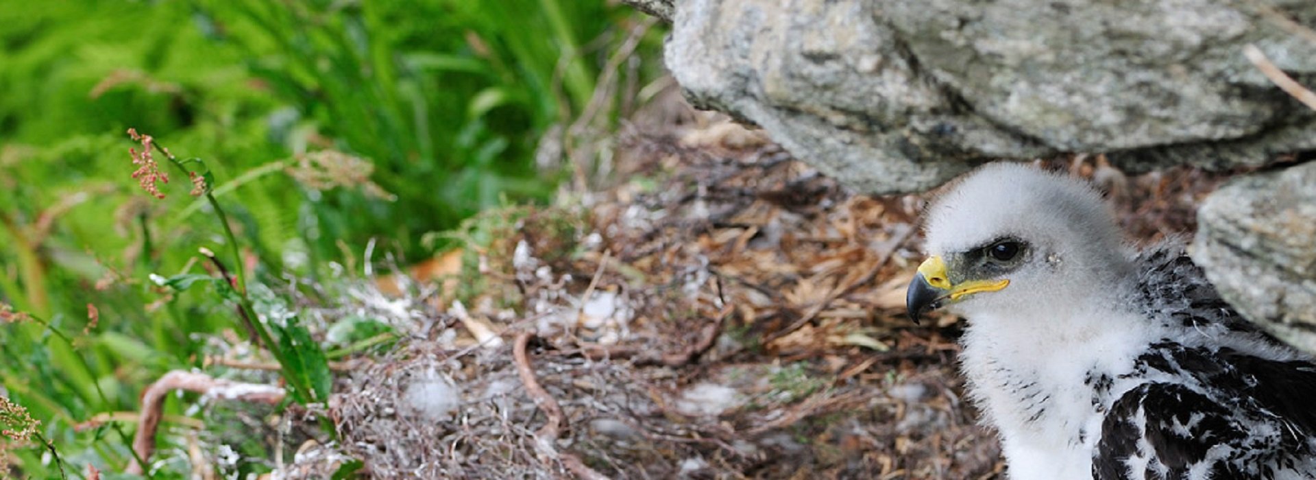 Eagle chicks in the eyrie