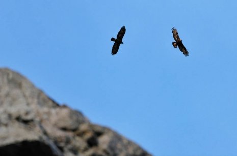 Two Golden Eagles soaring