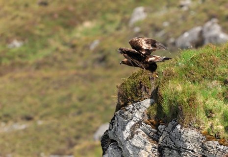 A Golden Eagle takes off from a cliff edge