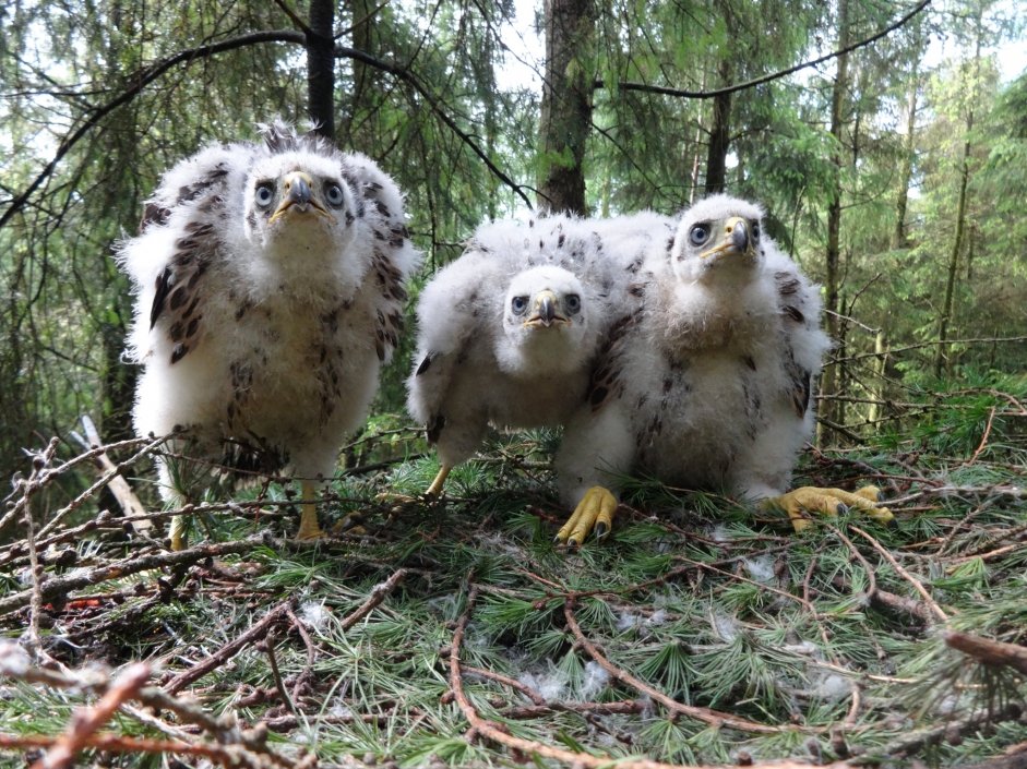 Goshawk chicks in nest - Mike Marchant