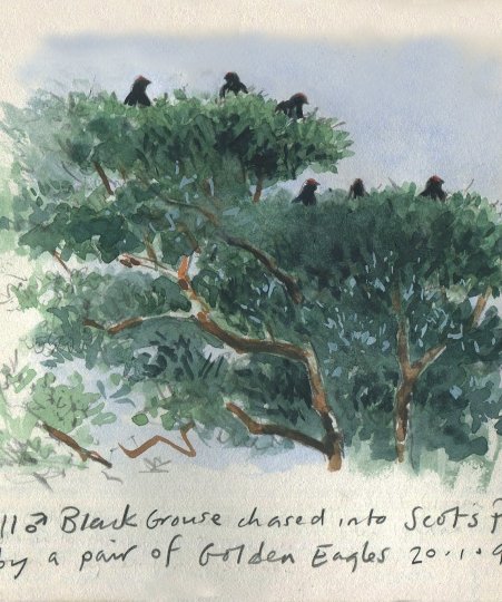 11 Black Grouse spooked by hunting Golden Eagles - John Wright