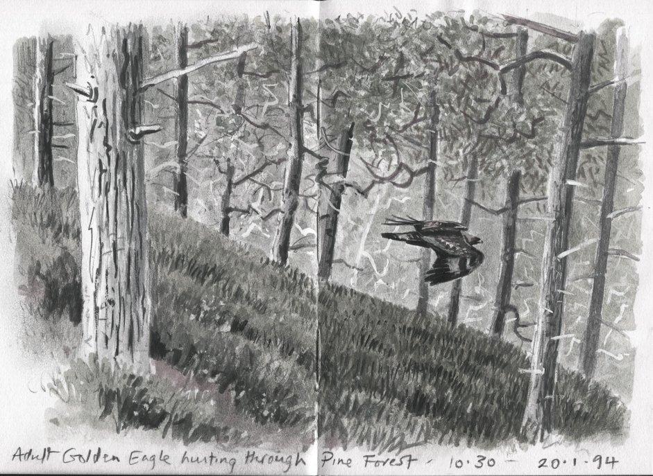 Golden Eagle hunting through forest - John Wright