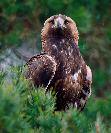 Golden Eagle - Laurie Campbell