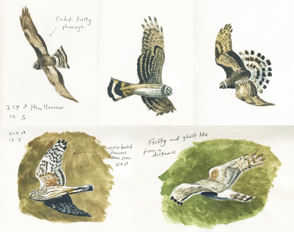 Hen Harriers - John Wright