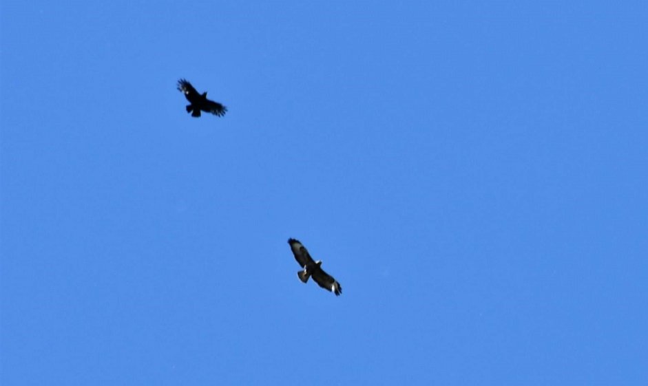 Buzzard with Carrion Crow